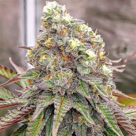 Pyxy styx strain - Wedding Pie is an indica-leaning hybrid that is made by crossing Wedding Cake and Grape Pie. Wedding Pie puts out a fragrant, fruity dessert aroma that is sweet, lemony, and gassy. This strain ...